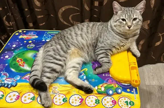 Пропала кошка, Барыш, Ульяновская обл. - photo