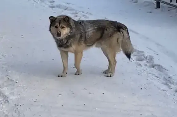 Найдена собака, Красноярск, фото: Найдена собака, Красноярск, центр города