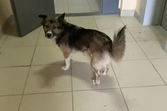 Найдена собака, Оренбург, фото: Найдена собака ул. Г. Донковцева, 5/3