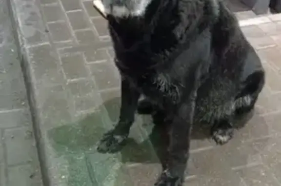 Найдена собака, район Коммунарка, фото: Найдена собака в СНТ Дудкино-1, Коммунарка