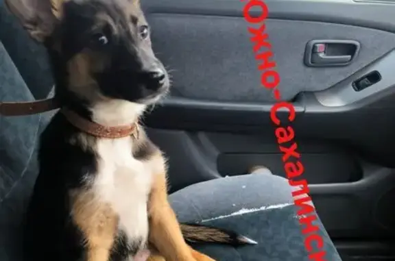 Объявления о пропавших и найденных животных, Южно-Сахалинск, фото: Собака найдена: Тихоокеанская, 36