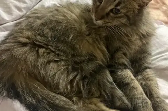 Кошка найдена на Тихой аллее, 3, Нижнекамск - photo