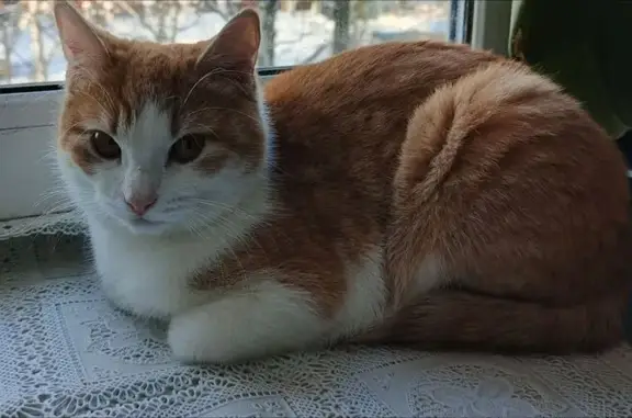 Кошки потеряшки, Кулебаки, фото: Потеряшка рыжая кошка, ул. Мира, 23А