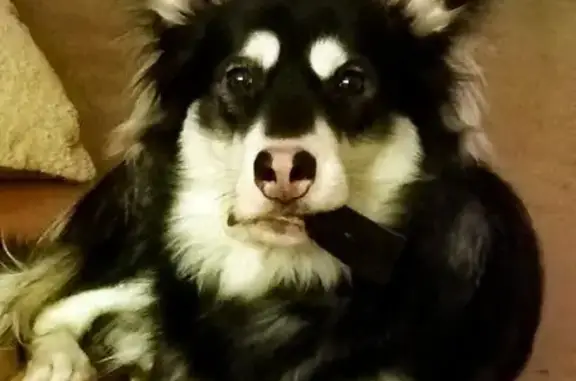 Пропала собака, Красноярск - photo