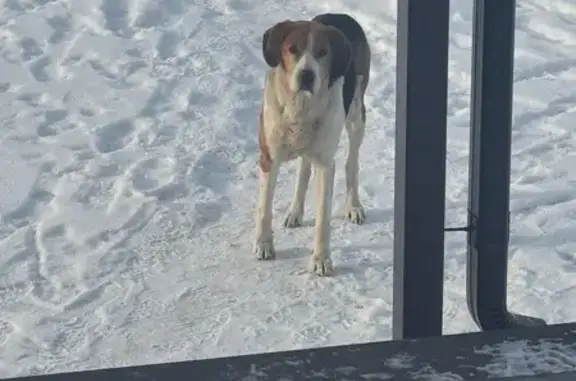 Найдена собака, Звягинки, фото: Найдена собака, Звягинки, Орловская обл.