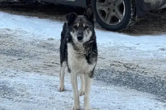 Найдена собака, Чебоксары, фото: Собака найдена: Солнечный б-р, 4 к1, Чебоксары