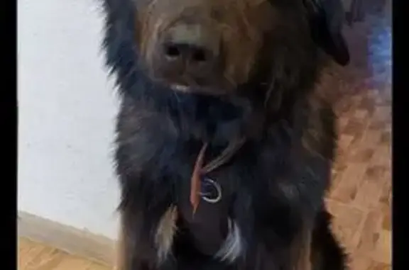 Найдена собака, Москва, фото: Собака найдена: Фестивальная ул., Москва