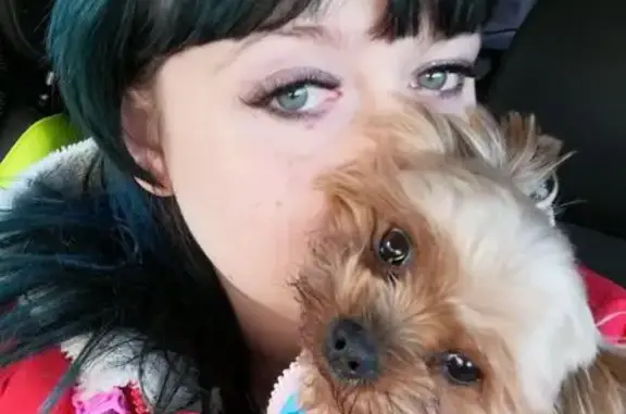 Пропала собака в Калуге, Калужская обл. - photo