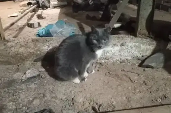 Найдена кошка, Киров, фото: Кошка найдена: ул. Чапаева 65, Киров