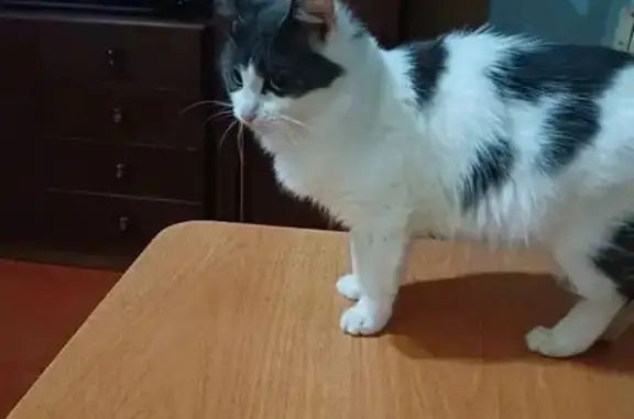 Найдена кошка, Ростов (Ярославская обл.), фото: Кошка найдена: Советская пл., Ростов В.