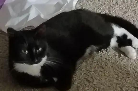 Пропала кошка, Черкизово—Электрозавод, Москва - photo