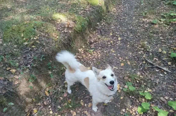 Пропала собака, Курск, Красная пл., 6 - photo