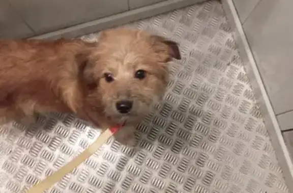 Пропала собака у дома 28к5 на ул. Вучетича - photo