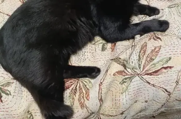 Найдена кошка, Усмань, фото: Кот найден в с. Савицкое, Усманский район