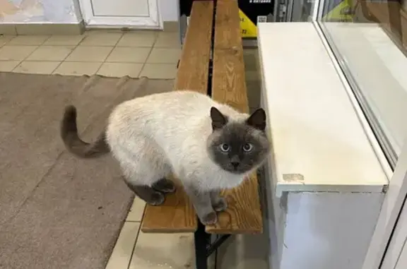 Найдена кошка у бассейна, Пирогова 25В - photo