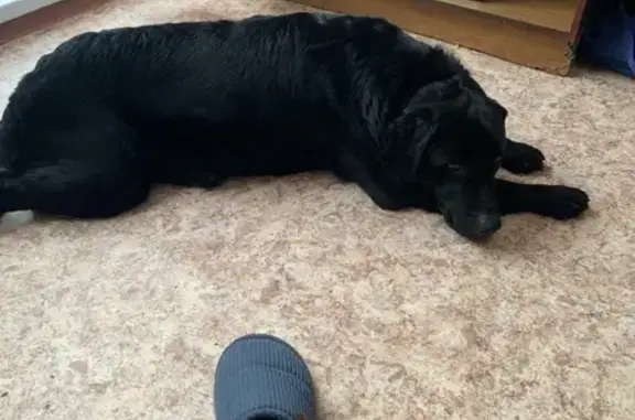 Найденные животные Осинники, фото: Найдена собака, ул. Ефимова 20, Осинники