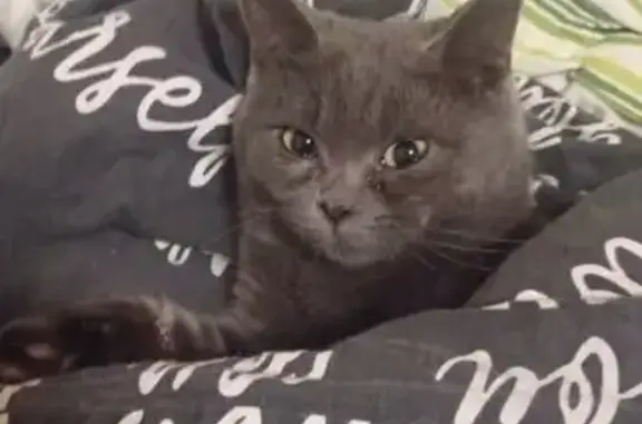 Пропала кошка, ул. Грекова, 18 к1, Москва - photo