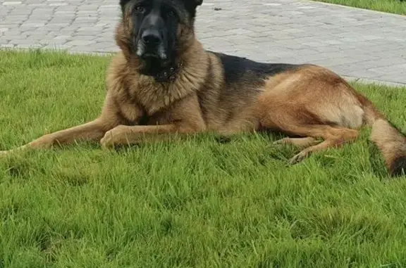 Пропала собака, Тюменская 14, Ермолино - photo