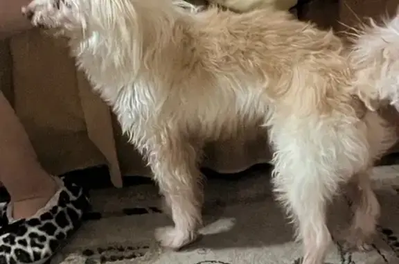 Найдена собака, Москва, фото: Найдена собака, Изюмская 34, Москва