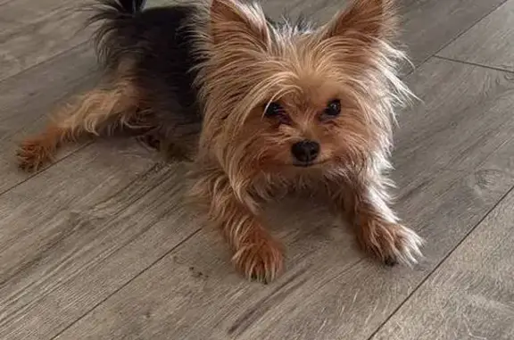 Найдена собака, Пятигорск, фото: Найдена собака, ул. Ермолова 93, Пятигорск