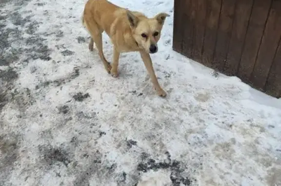 Найдена собака, Ростов-на-Дону, фото: Найдена собака, ул. Казахская 115/3
