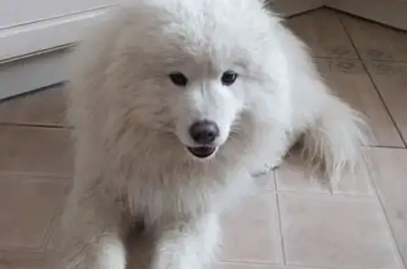 Найдена собака, Каменск-Уральский, фото: Собака найдена: ул. Мичурина, Каменск-Уральский