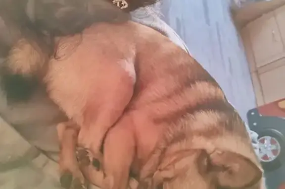 Пропала собака на ул. Дальняя 8, НН - photo