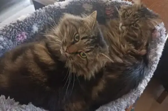 Кошки потеряшки, Холмогоровка, фото: Потеряшка кот, Счастливая ул., 4, Холмогоровка