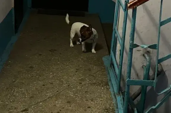 Найдена собака, Кемерово, фото: Собака найдена: Космическая 37, Кемерово