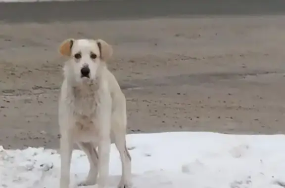 Найденные животные Уфа, фото: Собака найдена: Тальковая ул. 38, Уфа