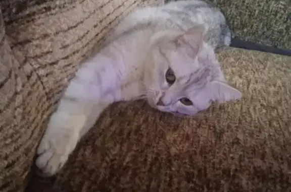 Пропала кошка, ул. Дзержинского, 4 - photo