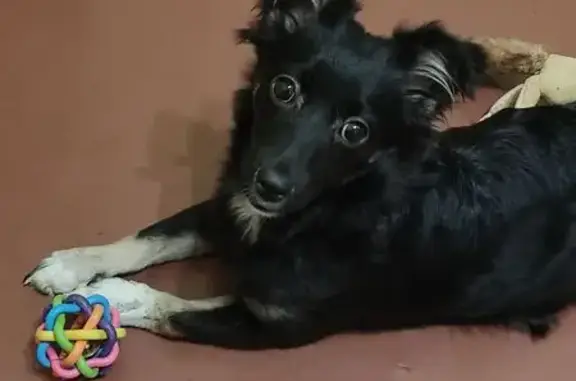 Пропала собака, бульвар Миттова, 37Б - photo