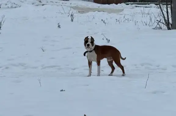 Найдена собака, Липецк, фото: Собака найдена: Рудный пер., 7, Липецк