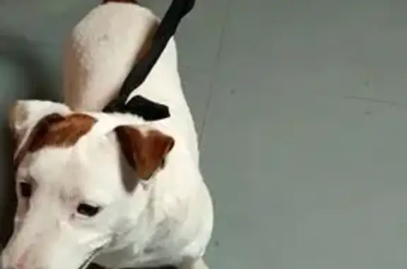 Найдена собака, Истра, фото: Собака найдена, Истра, ул. Ленина, 6