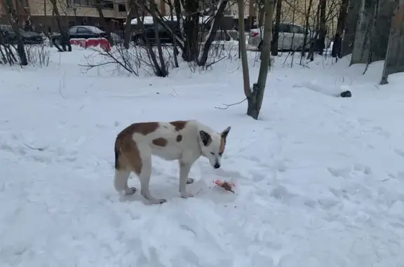Найдена собака, Санкт-Петербург, фото: Собака найдена: Пулковское шоссе, 34 к1