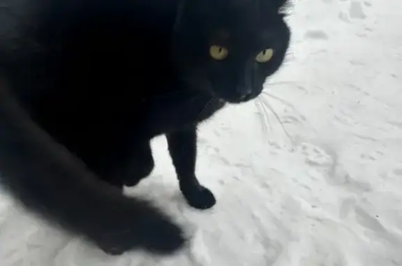 Найдена кошка, Дедовск, фото: Кошка найдена на Дачной улице, Дедовск