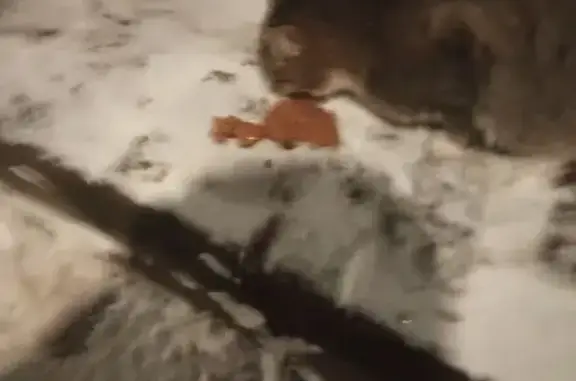 Найдена кошка, Люберцы, фото: Найдена кошка, ул. Космонавтов, Люберцы