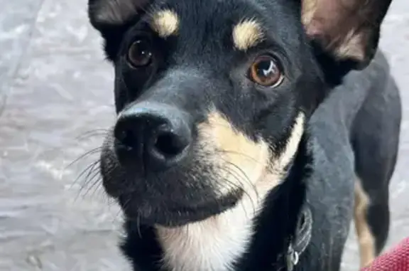 Пропала собака на ул. Фурманова, Сочи - photo