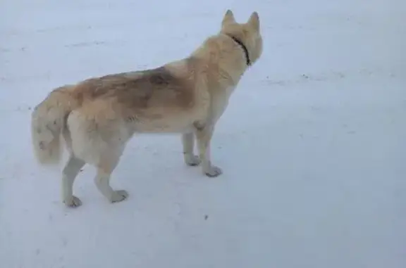 Найдена собака, Калуга, фото: Собака найдена на Взлётной улице, Калуга