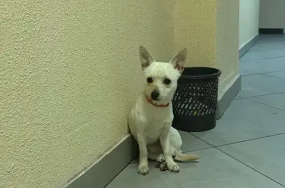 Найденные животные Санкт-Петербург, фото: Найдена собака, Ленинский пр., СПб