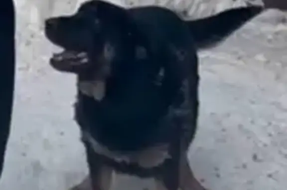 Пропала собака на Ферганской улице - photo