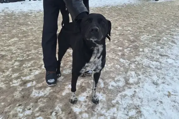 Найдена собака, Ростов-на-Дону, фото: Найден пёс, ул. Зорге, 37, Ростов-на-Дону