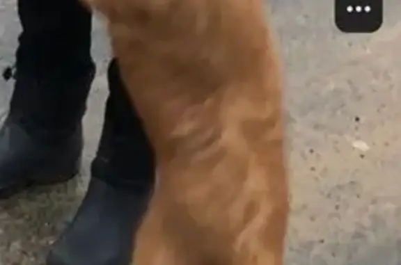 Пропала собака, Луговец, Брянская обл. - photo