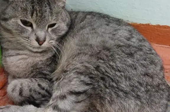 Найдена кошка, Йошкар-Ола, фото: Кошка найдена на Зарубина, 38Б, Йошкар-Ола