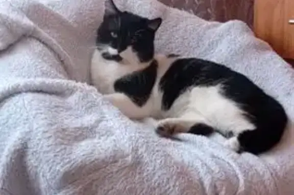 Пропала кошка, ул. Волна Революции, 38 - photo