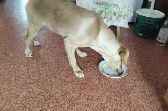 Найдена собака, Усть-Заостровка, фото: Найдена собака, Усть-Заостровка, Омск