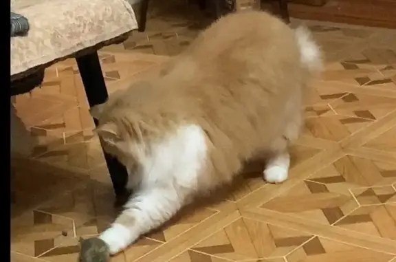 Пропала кошка Ася, ул. Куйбышева, 11 - photo