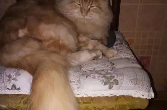 Пропала кошка, Здоровцева 25, СПб - photo