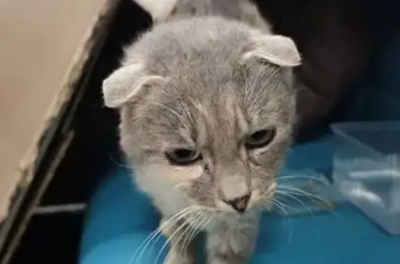 Найдена кошка, Воронки, фото: Кошка найдена в Воронках, МО