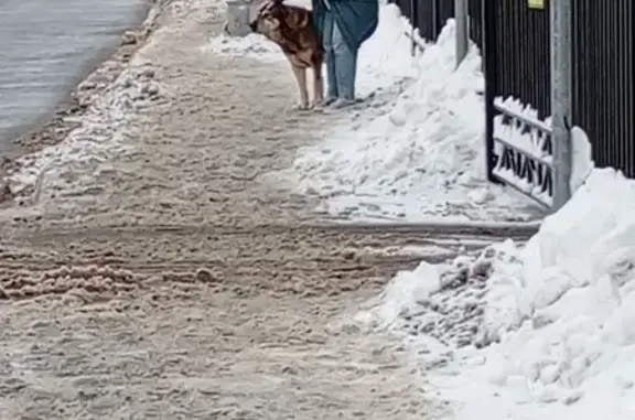 Найдена собака, Внуково, фото: Найдена собака, Советская ул. 17, Внуково